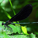 Ebony Jewelwing, male