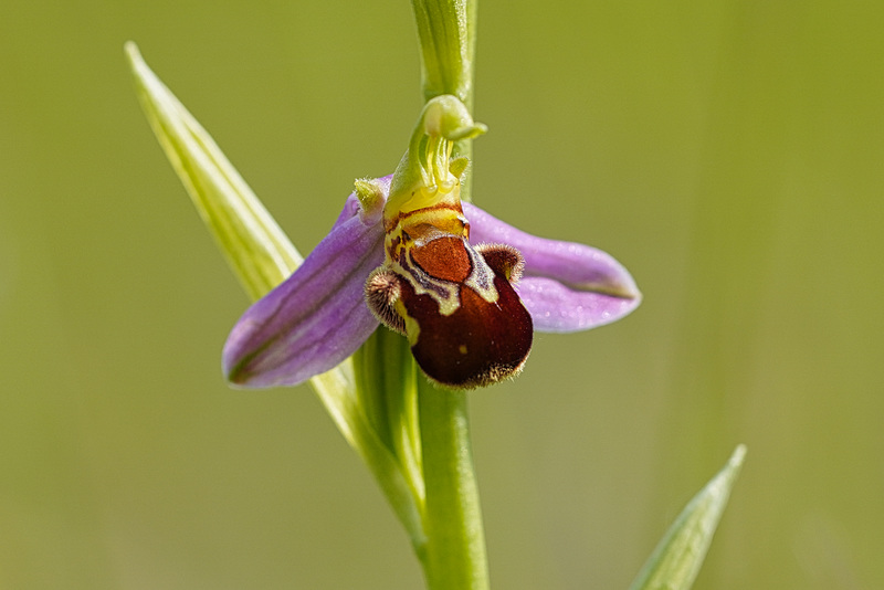 Eine seltene Schönheit - A rare beauty