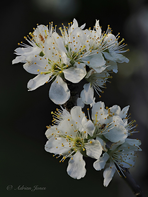 Plum Blossom