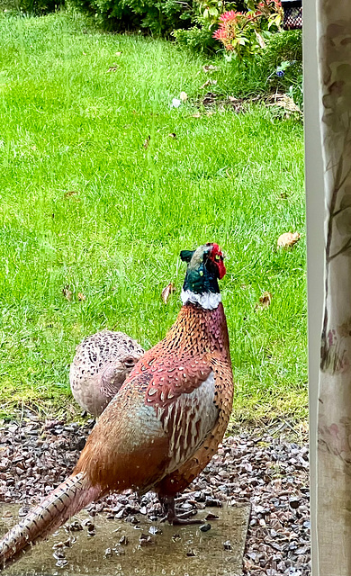 Just bringing the wife for breakfast