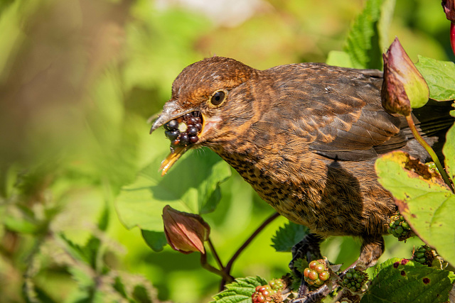 Blackbird