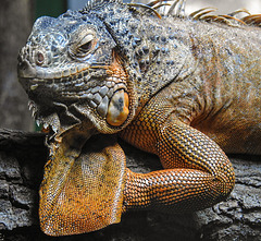 20230728 3343CPw [D~HF] Roter Leguan (Iguana iguana), Tierpark Herford