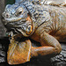 20230728 3343CPw [D~HF] Roter Leguan (Iguana iguana), Tierpark Herford