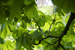 Horse Chestnut