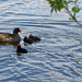 Moorhen and Chicks