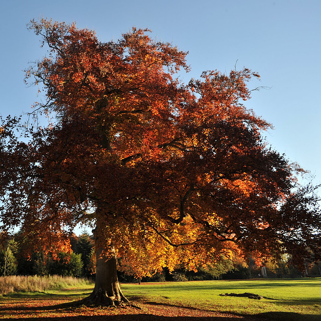 Parc du château de Chambray