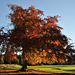 Parc du château de Chambray