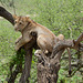 Tarangire, Lionesses also Climb Trees