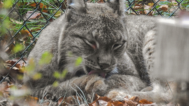 20181021 4357CPw [D~HF] Luchs, Tierpark Herford