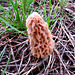 Morels in our area, a rare occurrence.