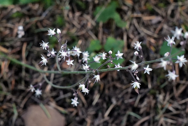 Heuchera micrantha, Canada