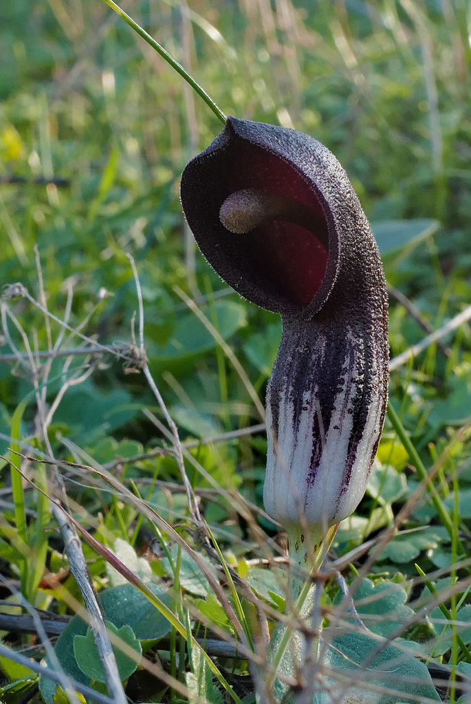 Arum arisarum.