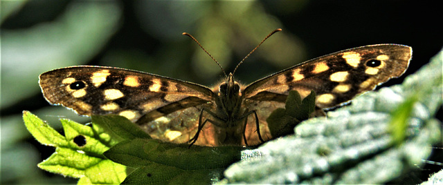 Speckled Wood