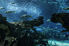 im Ripley's Aquarium of Canada ... P.i.P.  (© Buelipix)
