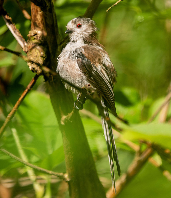 Long tailed tit