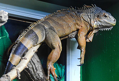 20230728 3344CPw [D~HF] Roter Leguan (Iguana iguana), Tierpark Herford