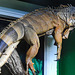 20230728 3344CPw [D~HF] Roter Leguan (Iguana iguana), Tierpark Herford