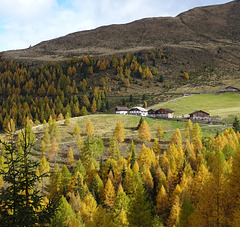 Lärchen in herbstlicher Pracht