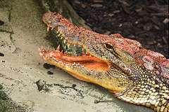 Cuban Crocodile