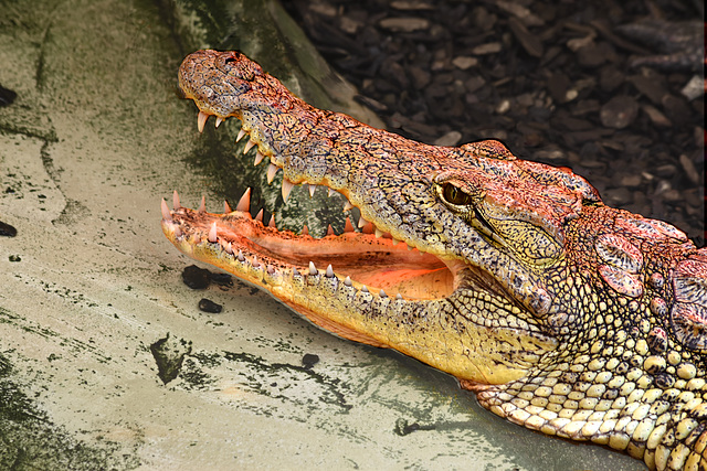 Cuban Crocodile