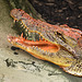 Cuban Crocodile