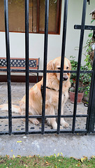 Canela (cinnamon): HFF