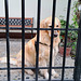 Canela (cinnamon): HFF