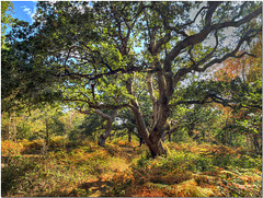 Ashtead Common Ashtead Common