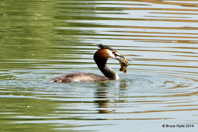 Great Crested Grebe (Podiceps cristatus)