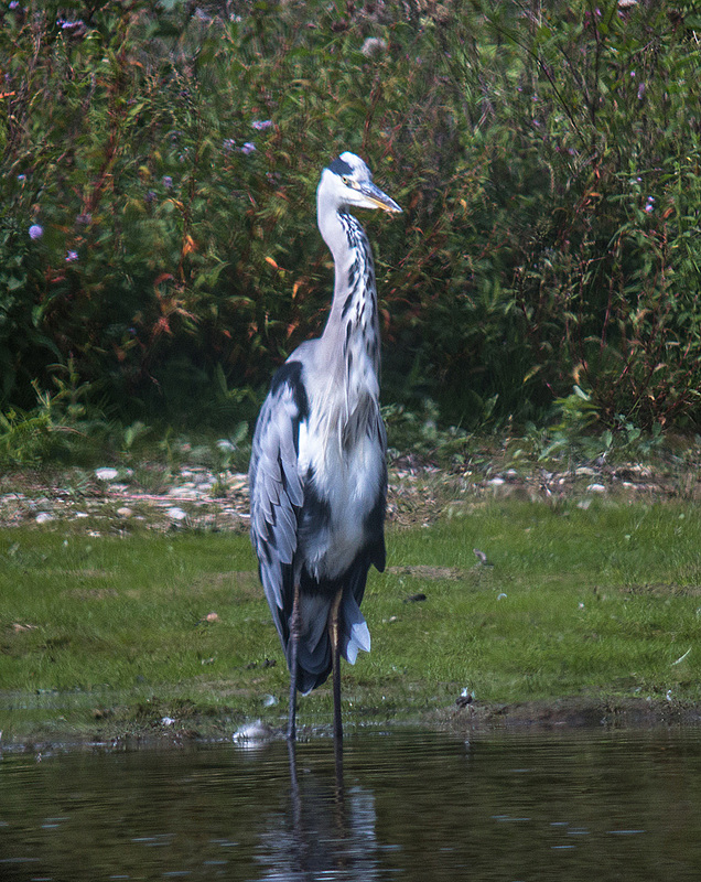 20150910 8697VRNDw1 [D~PB] Graureiher, Steinhorster Becken, Delbrück