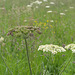 Ground elder with wild grasses, North Yorkshire