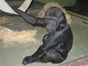 Gorillakind 2008 (Wilhelma)