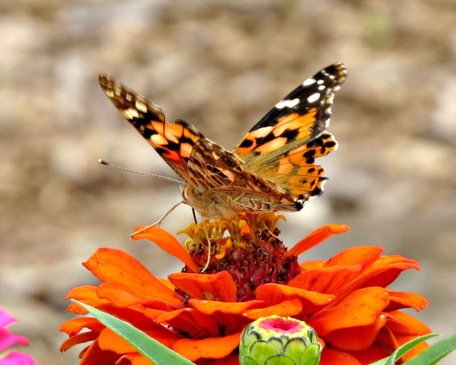 American Painted Lady (Vanessa virginiensis)