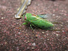 Cicada1217 2943