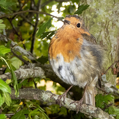 The Gazebo robin waiting to be fed