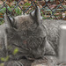 20181021 4358CPw [D~HF] Luchs, Tierpark Herford