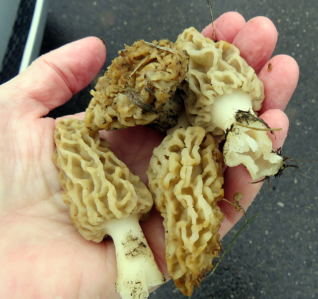 Morels for dinner today.