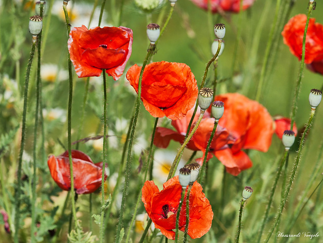 Klatsch Mohn