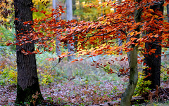 Dorure à la feuille