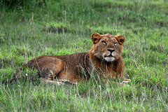 Ugandan Savannah in the Evening, a Young Lion Resting in the Grass