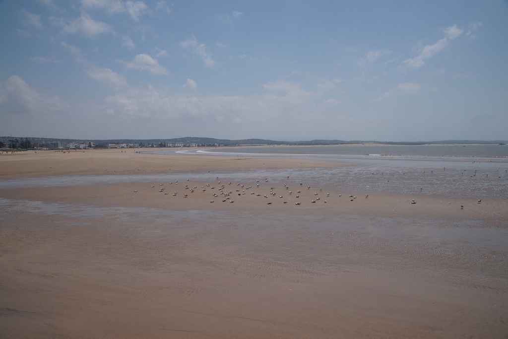 Seagulls On Essaouira Beach