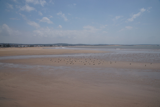 Seagulls On Essaouira Beach