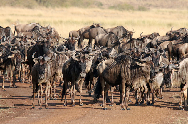 Gathering for the river crossing