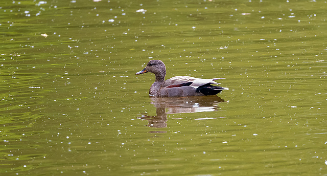 Gadwall