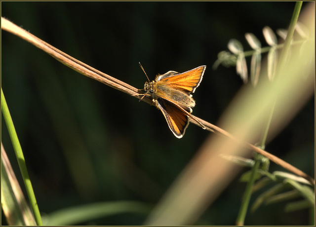 European skipper