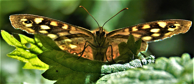 Speckled Wood
