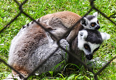 20230728 3348CPw [D~HF] Katta, (Lemur Catta), Tierpark Herford