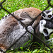 20230728 3348CPw [D~HF] Katta, (Lemur Catta), Tierpark Herford