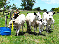 Curious Cattle.