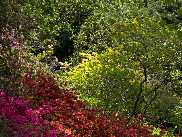 From lilac to deep pink, to red, to yellow; the spring proudly shows her whole self